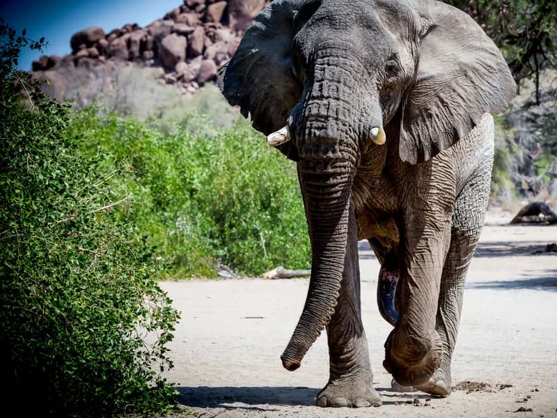 Desert-Adapted Elephants
