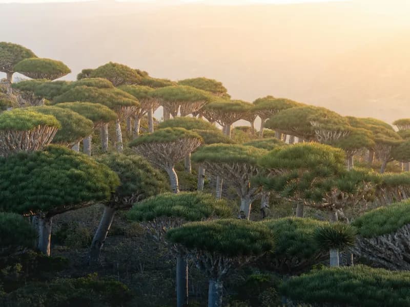 Dragon Blood Tree Forest (Dixam Plateau)