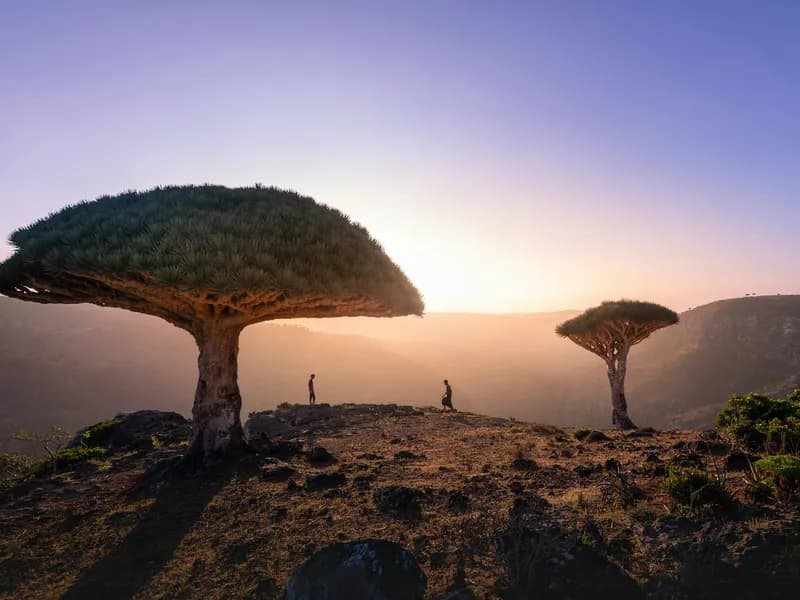 Bottle Trees of Homhil