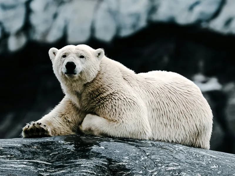Polar Bear Safari by Boat