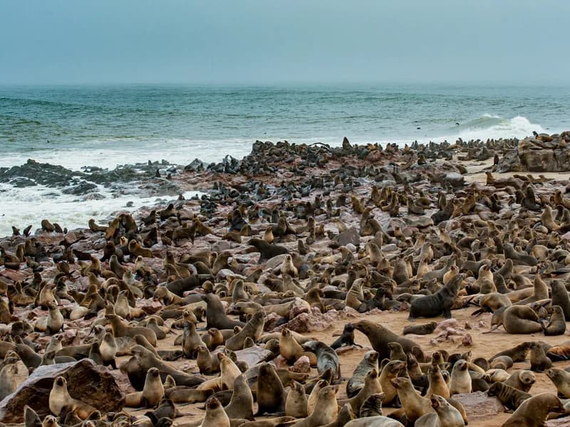 Cape Cross Seal Reserve