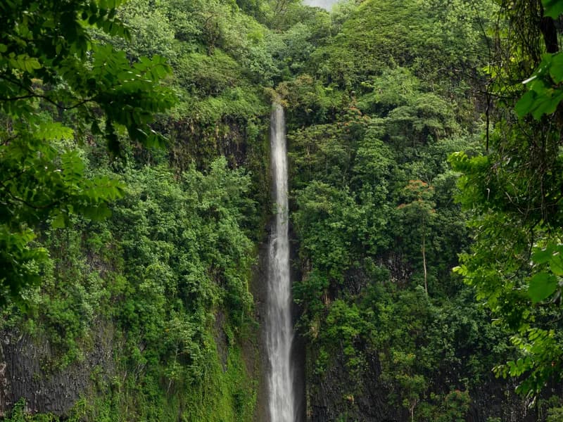 Tahitian Vanilla Farm Tour