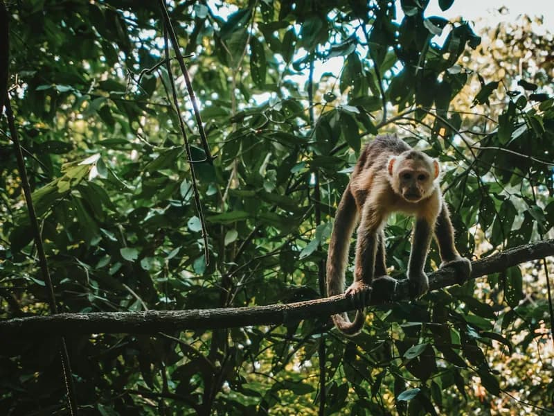 Jungle Trails & Wildlife