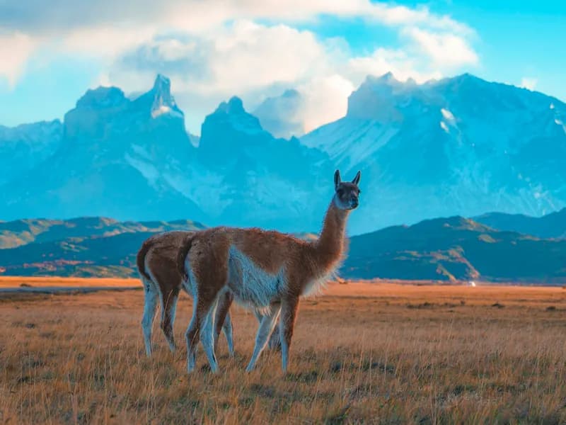 Guanaco & Puma Wildlife Watching