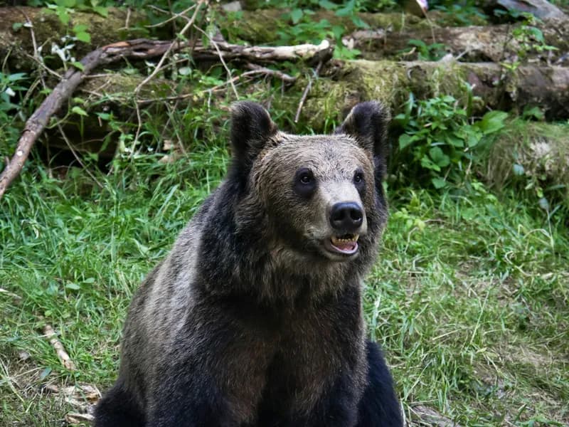 Bear Watching in the Carpathians