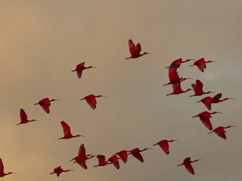 Caroni Bird Sanctuary