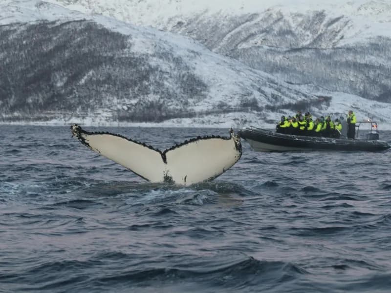 Whale Watching (Winter Season)
