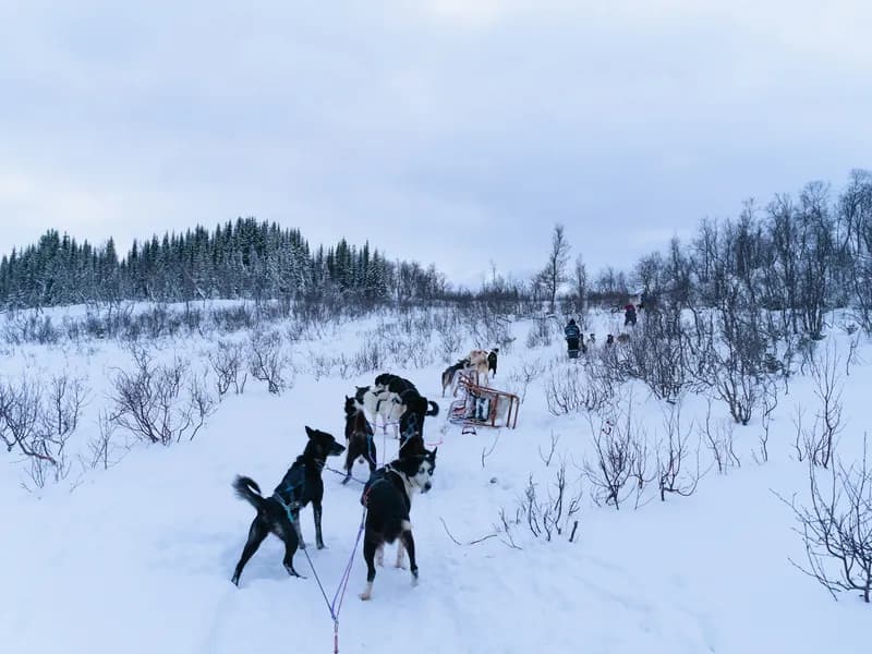 Dog Sledding