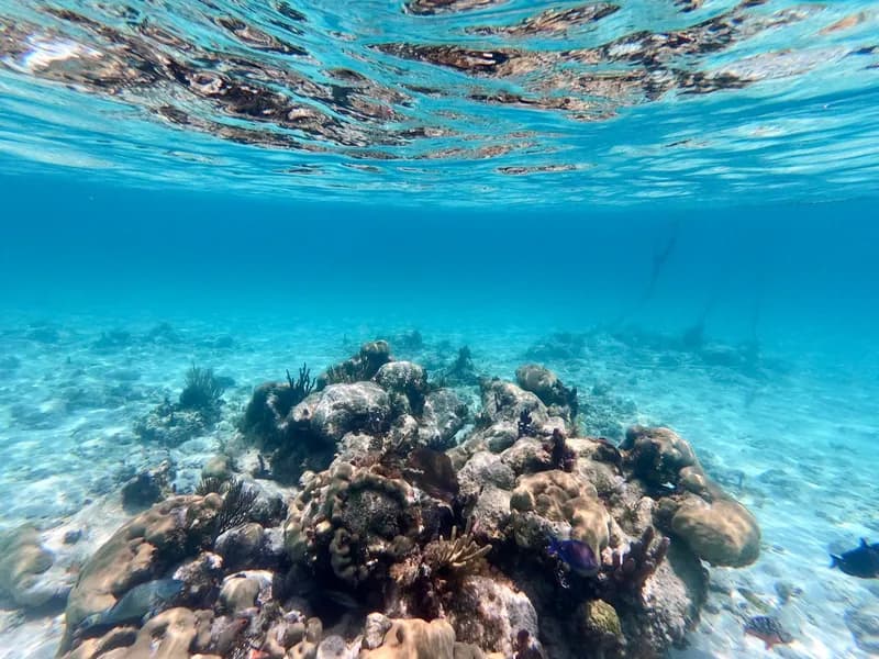 Snorkeling at Smith's Reef