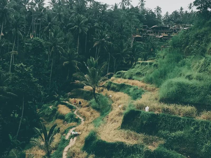 Tegallalang Rice Terraces