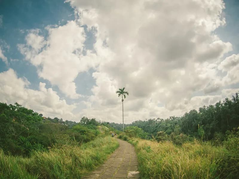 Campuhan Ridge Walk