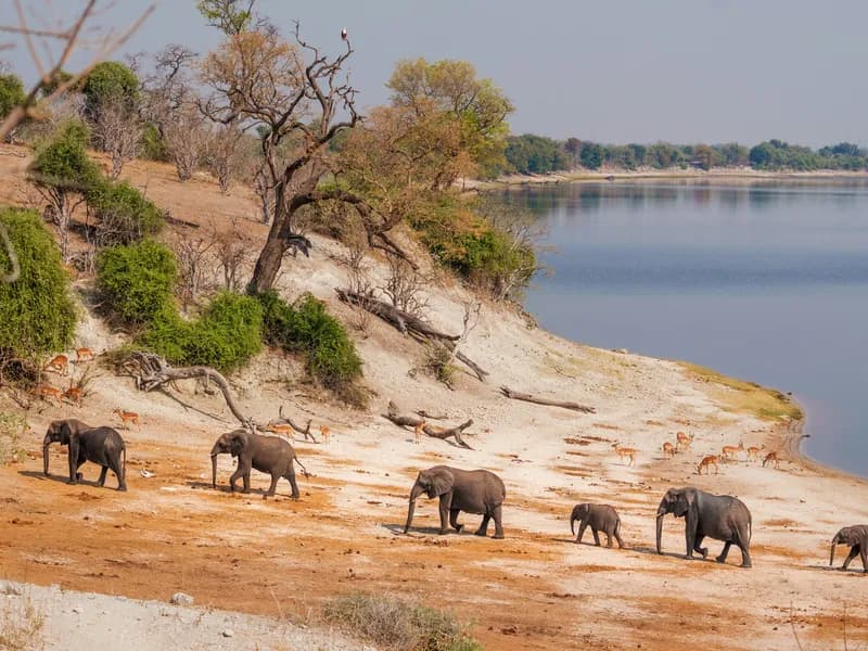Chobe National Park Day Trip