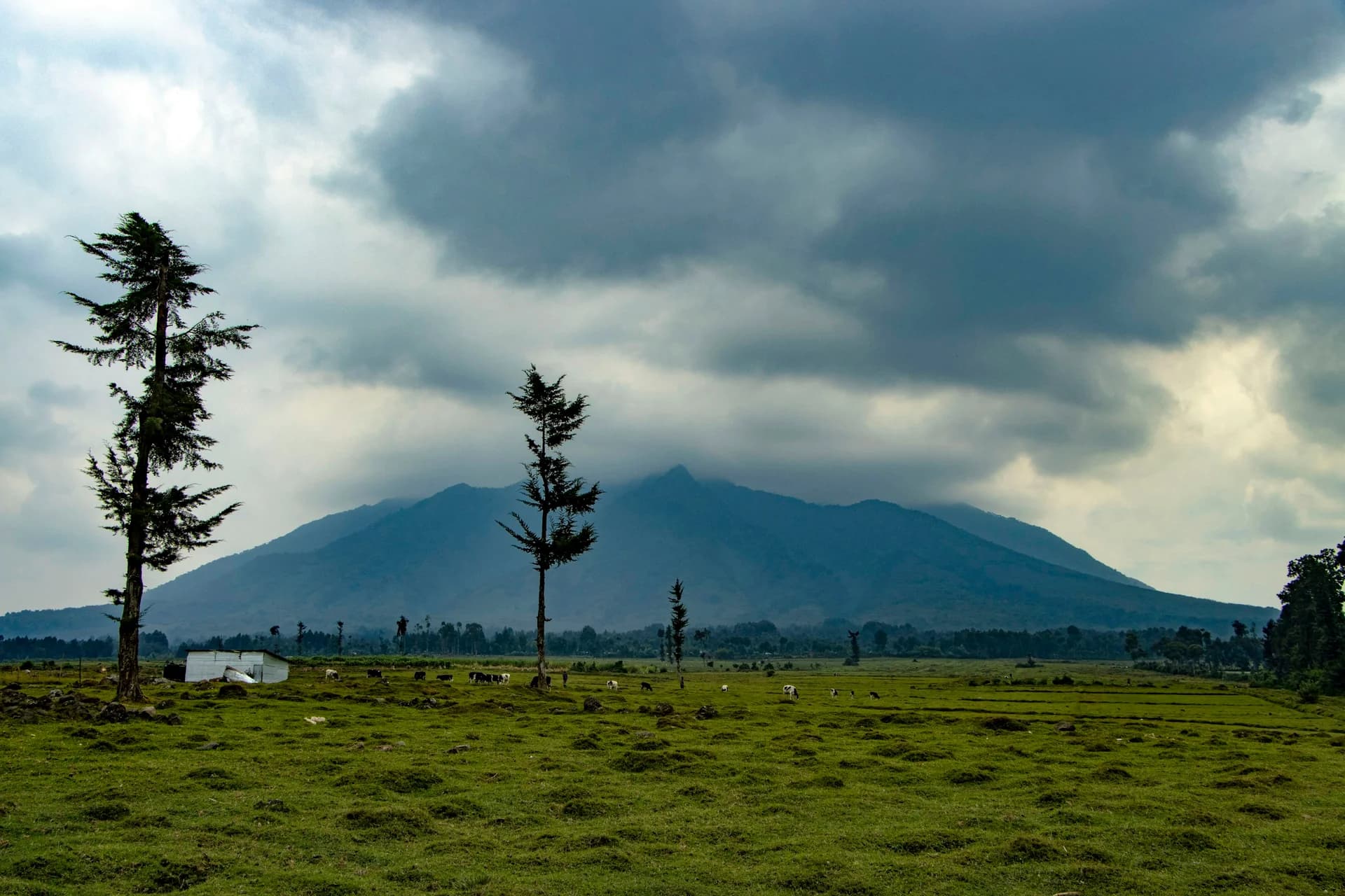 15 Gorilla Trekking Tips That Will Make Your $1,500 Permit Worth Every Penny