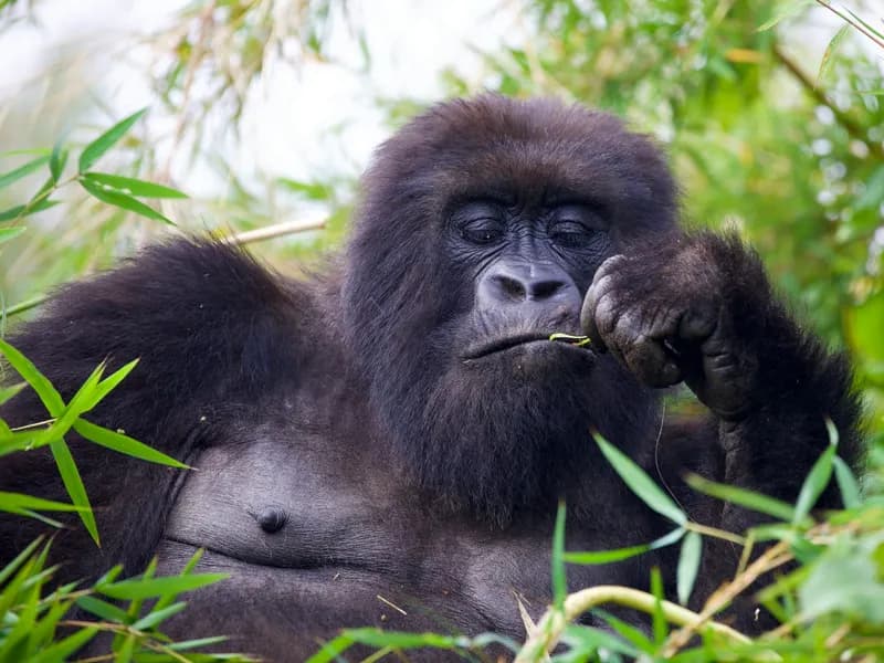 Mountain Gorilla Trekking