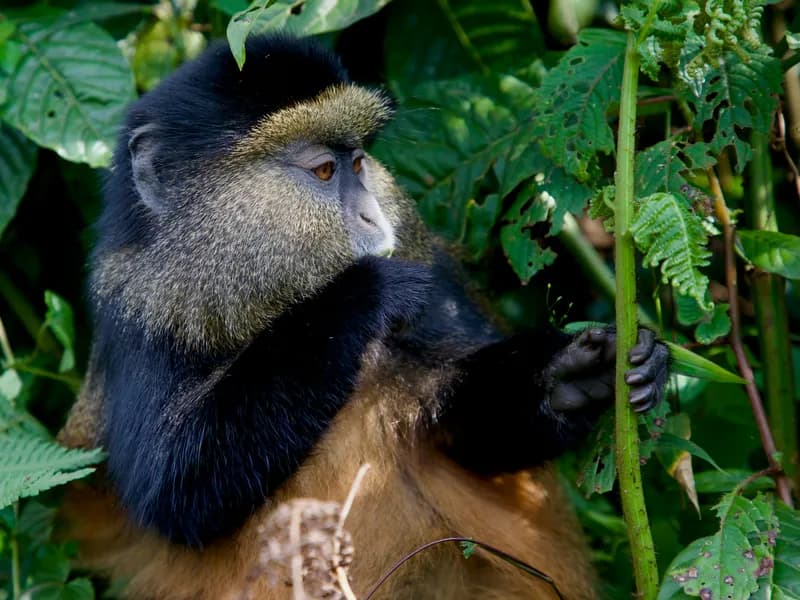 Golden Monkey Tracking