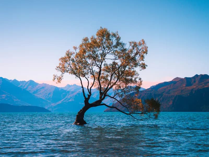 That Wanaka Tree