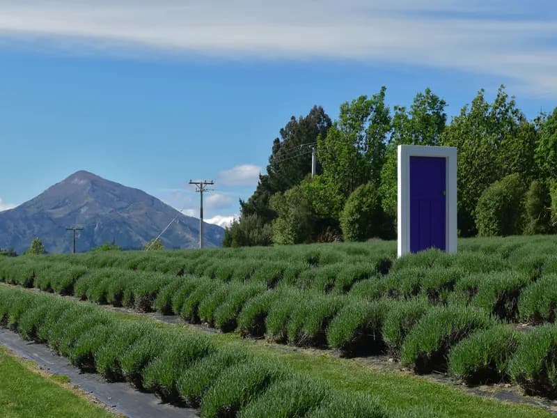 Wanaka Lavender Farm