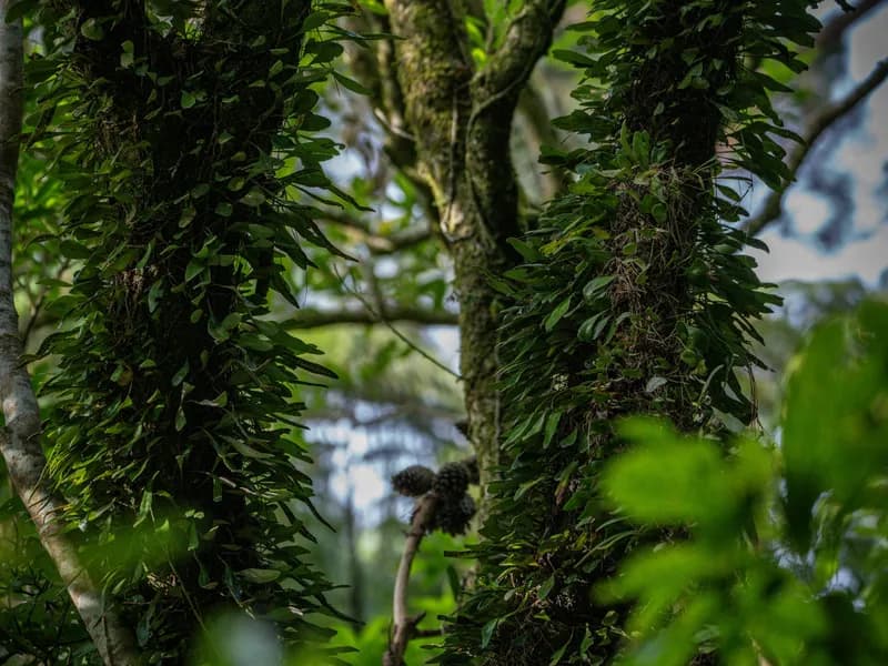 Zealandia Te Mara a Tane