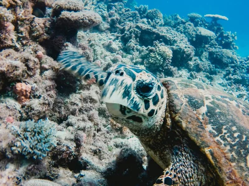 Great Barrier Reef Snorkeling & Diving