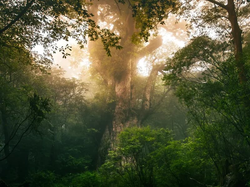 Jomon Sugi (Ancient Cedar Tree)