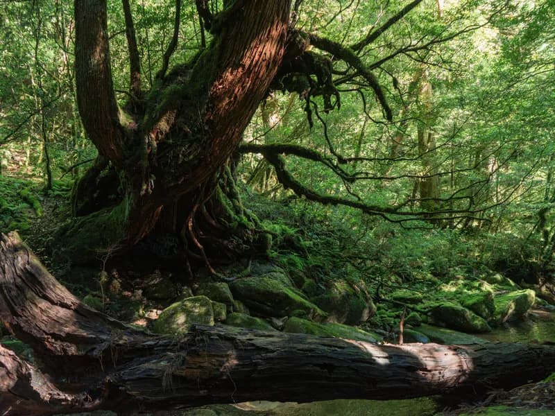 Shiratani Unsuikyo Ravine