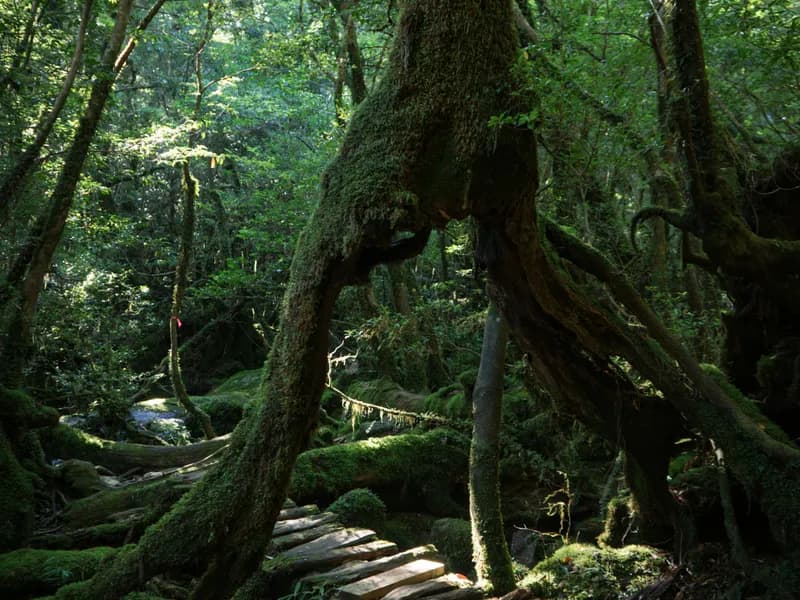 Yakusugi Land