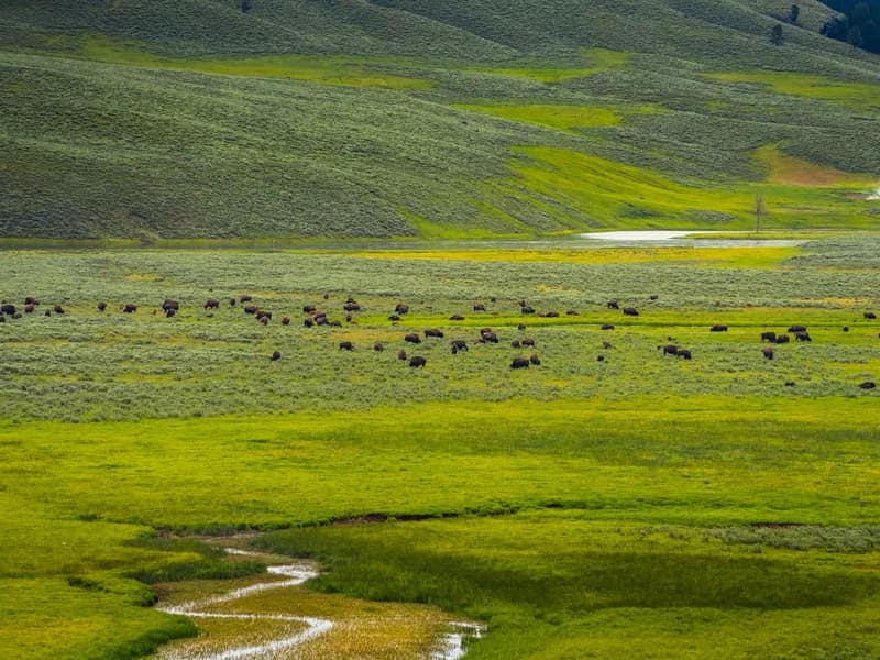 Wolf Watching in Lamar Valley