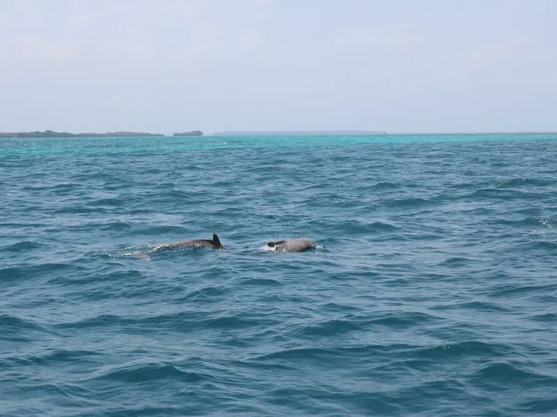 Mnemba Atoll Snorkeling